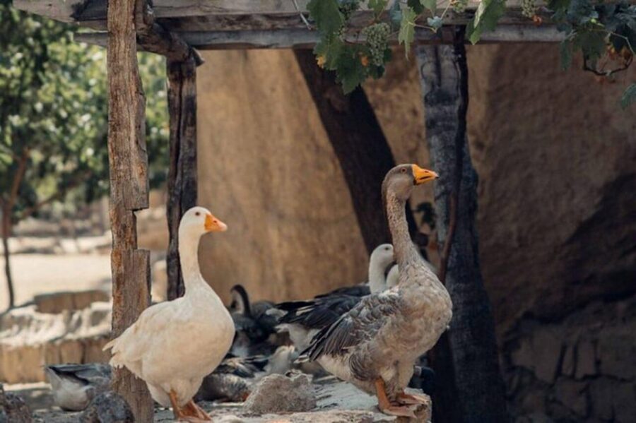 2 Days in Cappadocia: Guided Red and South Tour - What’s included in the $127 price, and where value comes from
