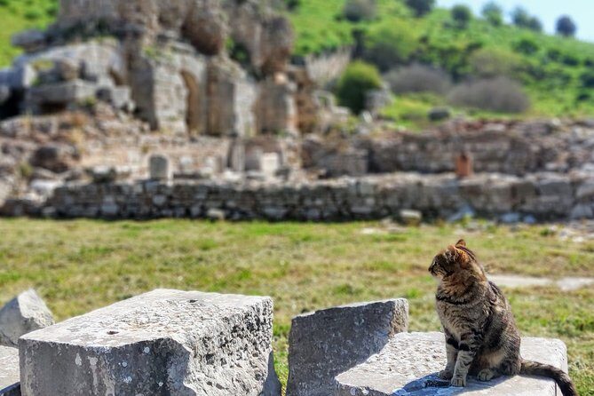 All Inclusive Private Ephesus Day Trip from Istanbul by Plane - Pickup, meet-and-greet, and the flow from airport to ruins