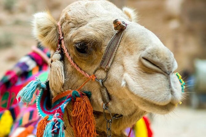 Cappadocia Camel Ride Experince Sunrise Sunset Daytime - Camel Ride in Cappadocia: the exact kind of “safari” you’re getting