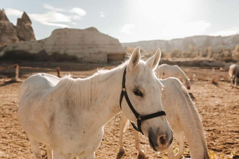Cappadocia: Horse Riding Tour with Hotel Transfer - Who This Cappadocia Horse Ride Is Best For