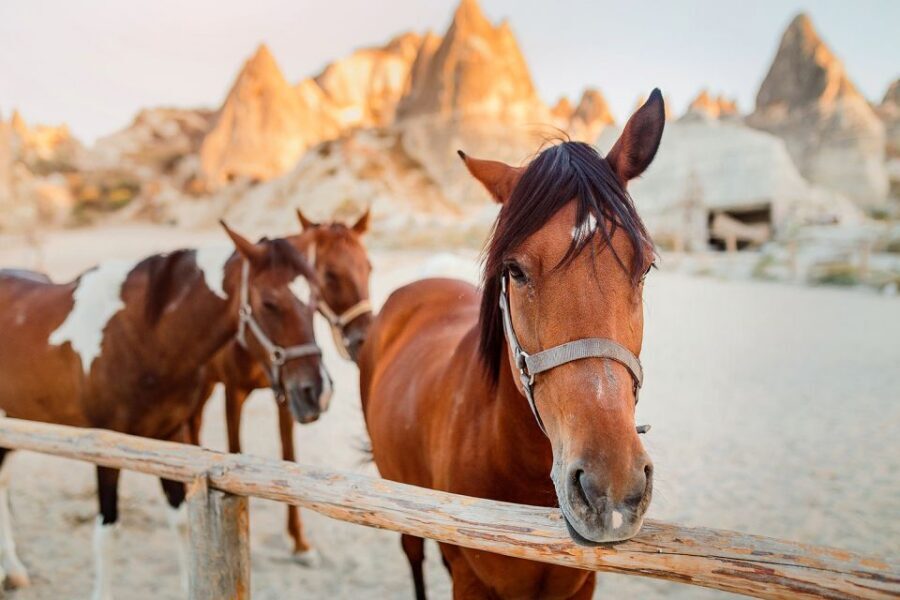 Cappadocia: Horse Riding w/Sunrise & Sunset Option - Who this horse safari suits best