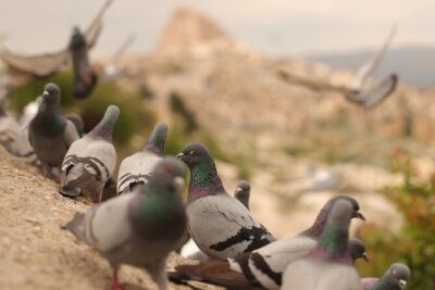 Cappadocia Private Guided Tour(Car&Licensed Guide) - The Car Ride: Comfort, Timing, and a Guide Who Keeps You Oriented