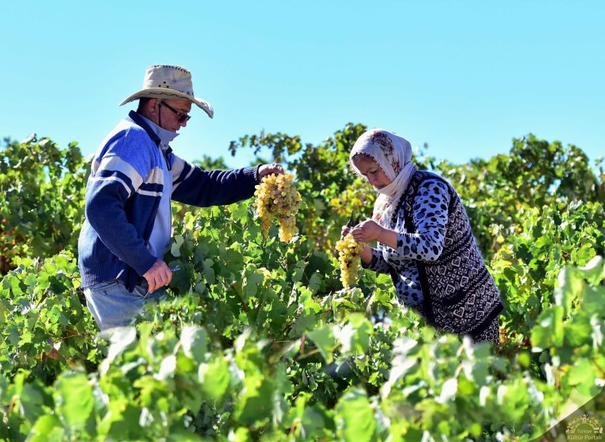 Cappadocia: Private Half-Day Vineyards & Wine Tasting Tour - The vineyard drive: what you’re really seeing from the car