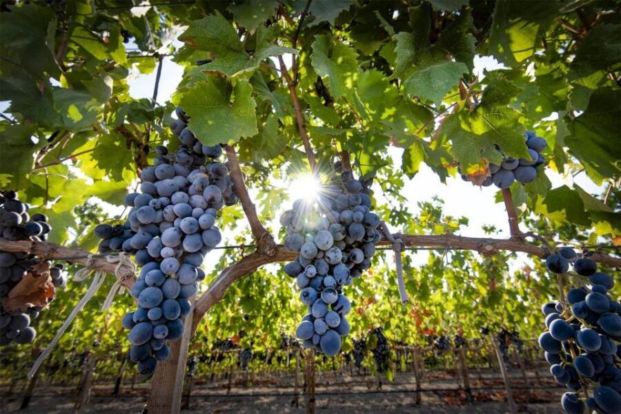 Cappadocia: Private Half-Day Vineyards & Wine Tasting Tour - The tasting itself: learning to taste, not just drink