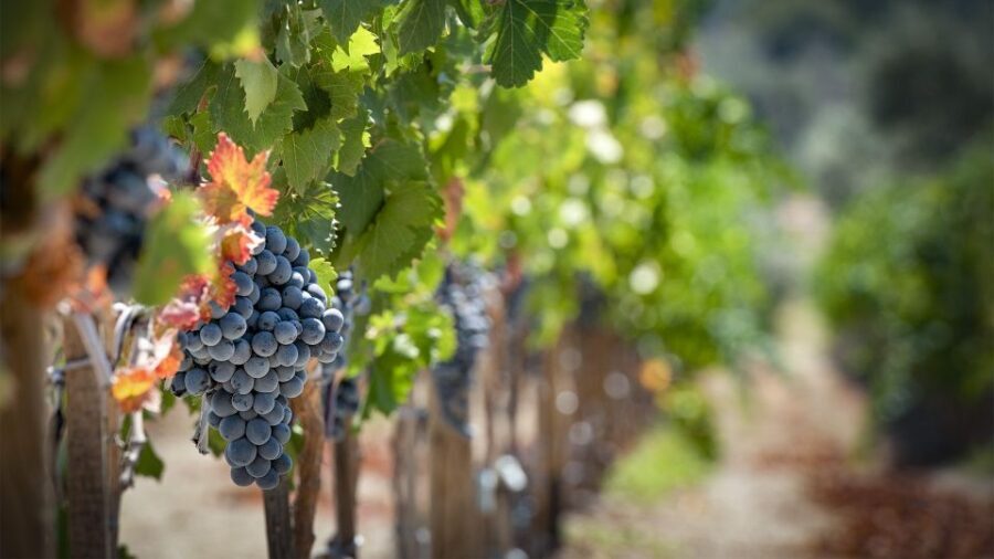 Cappadocia: Private Half-Day Vineyards & Wine Tasting Tour - Practical tips to make the most of the day