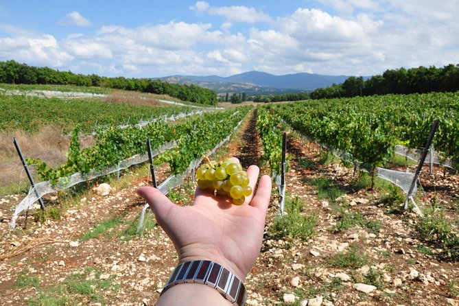 Full-Day Wine Tour from Istanbul - Why Kirklareli Feels Like a Real Wine Region Day, Not a City Excursion