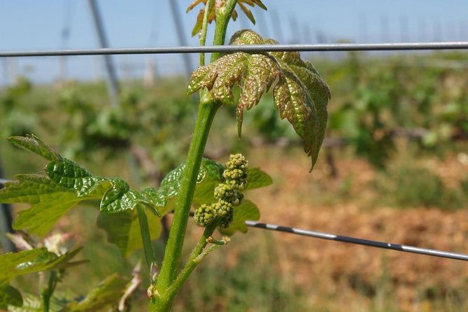 Full-Day Wine Tour from Istanbul - Chamlija Winery in the Strandja Mountains (850 m): Views and First Tastings