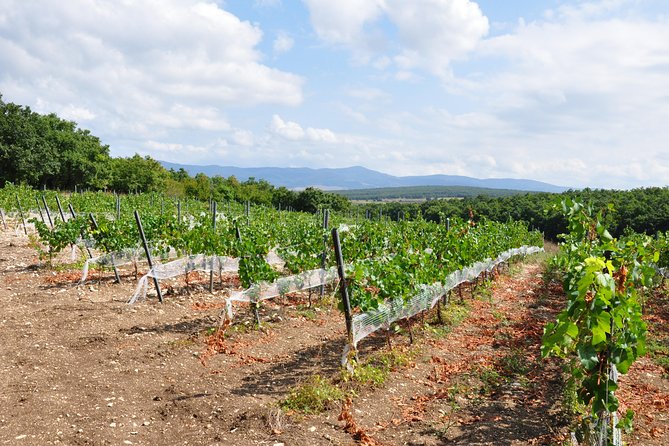 Full-Day Wine Tour from Istanbul - Lunch Time: When Wine Enters the Meal (But Lunch Isn’t Fully Included)