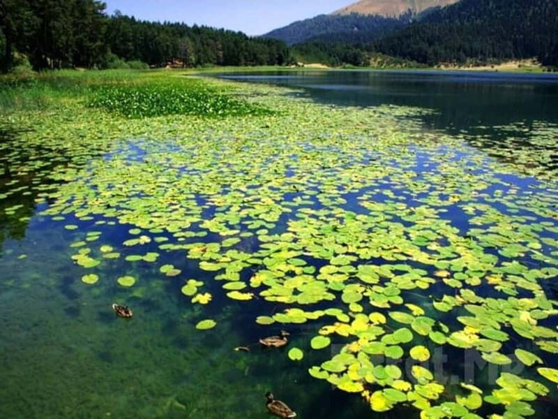Guided Day Trip to Sapanca and Masukiye From Istanbul - Key highlights worth the hype