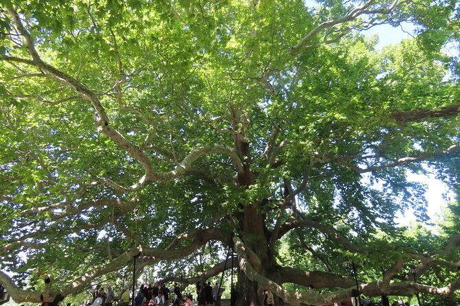 Guided Green Bursa Tour with Cable Car From Istanbul to Uludag - Inkaya Tarihi Cinar: the Ottoman sycamore you’ll never forget