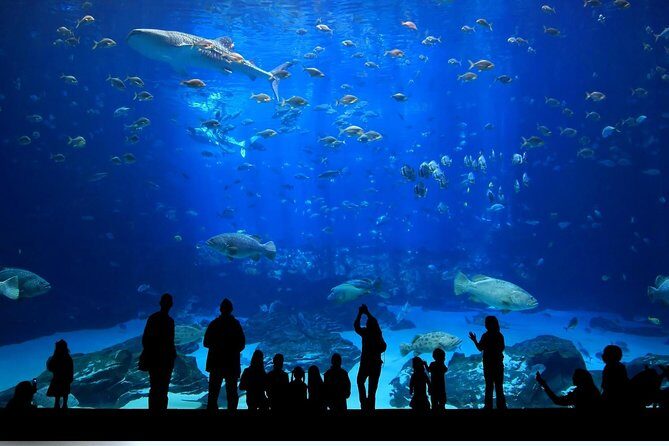 Istanbul Aquarium and Aqua Florya Independent Shopping Trip - Making your 2-hour aquarium visit feel longer