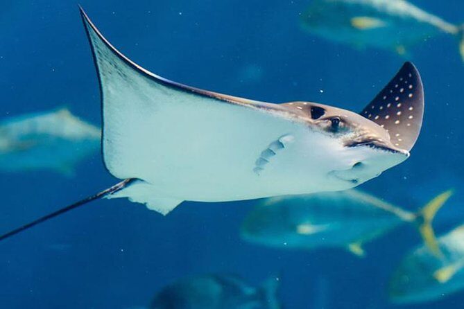 Istanbul Aquarium and Aqua Florya Independent Shopping Trip - The optional 5D cinema: fun effects, extra cost