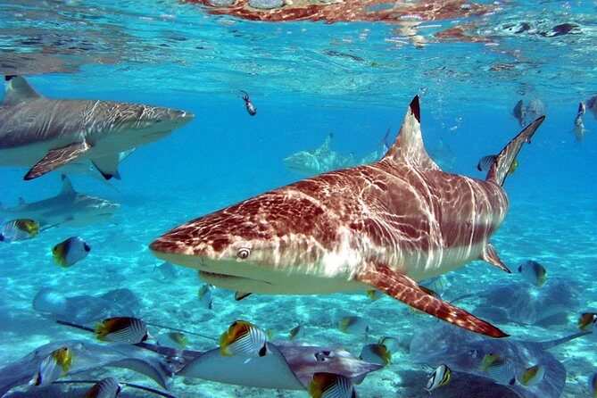 Istanbul Aquarium and Aqua Florya Independent Shopping Trip - Price and value: what $300.06 per person is buying