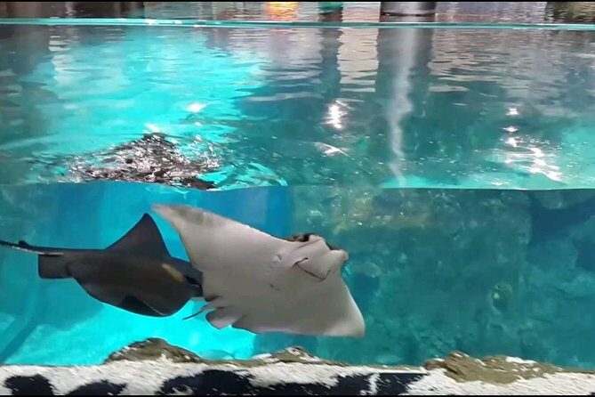 Istanbul Aquarium and Aqua Florya Independent Shopping Trip - Istanbul Aquarium: the underwater tunnel viewing is the main event