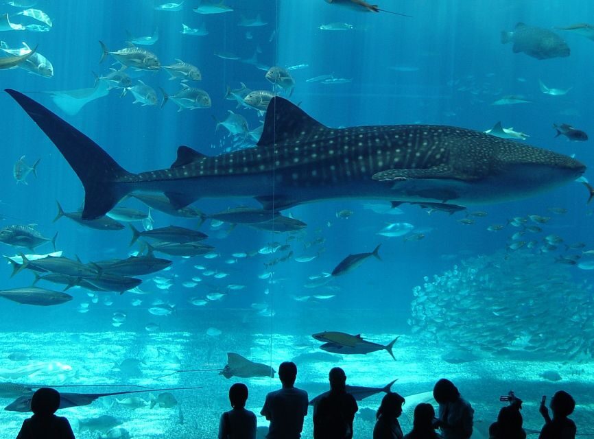 Istanbul Aquarium and Aqua Florya Shopping Mall Tour - Key Things I’d Plan Around