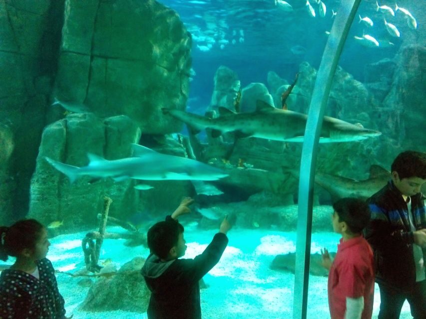 Istanbul Aquarium and Aqua Florya Shopping Mall Tour - The 5D Cinema: Fog, Wind, Water, and Special Glasses