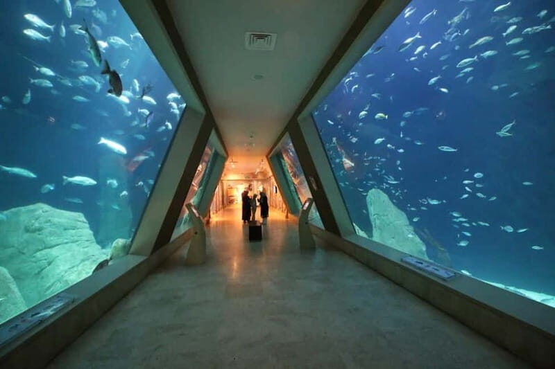 Istanbul: Aquarium Ticket and Round Trip Shuttle from Taksim - Skip-the-line Aquarium Entry With a Taksim Shuttle