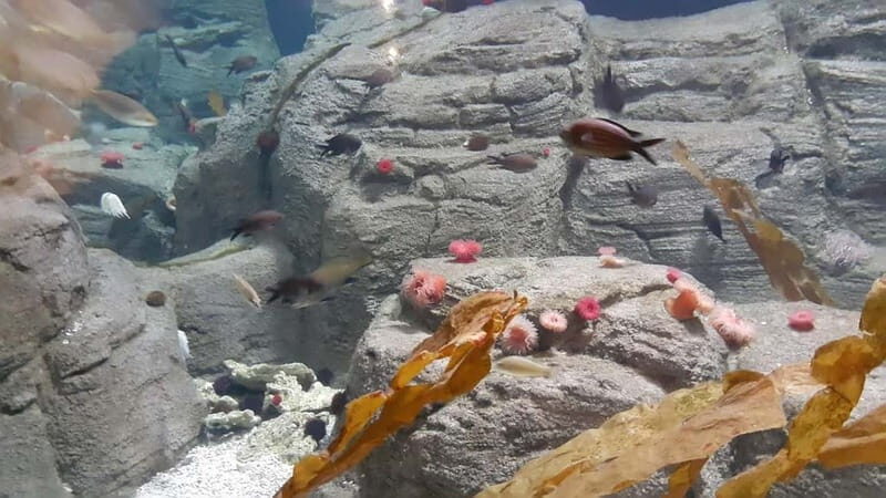 Istanbul: Aquarium Ticket and Round Trip Shuttle from Taksim - Inside Istanbul Aquarium: Two Floors and a 1.2 km Route