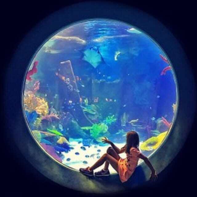 Istanbul: Aquarium Ticket with Shuttle Bus from Sultanahmet - Small practical tips that make your day better