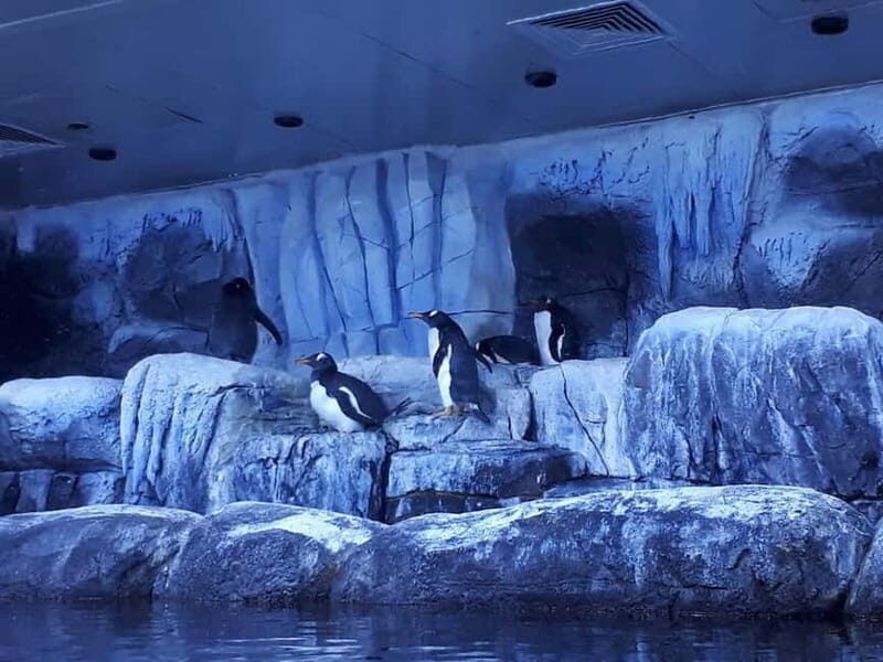 Istanbul: Aquarium Ticket with Shuttle Bus from Sultanahmet - Meeting point in Sultanahmet Square: how to avoid a time sink