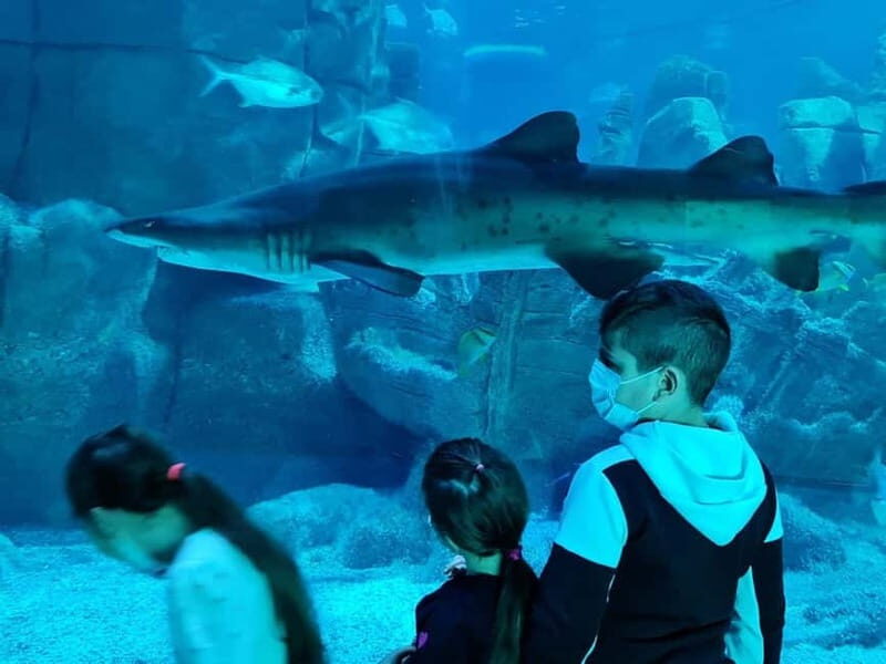 Istanbul: Aquarium Ticket with Shuttle Bus from Sultanahmet - Value check: is $31 a good deal for this setup?