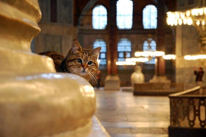 Istanbul Highlights: Half Day Morning Tour - Hagia Sophia Grand Mosque: mosaics, columns, and the church-to-mosque shift