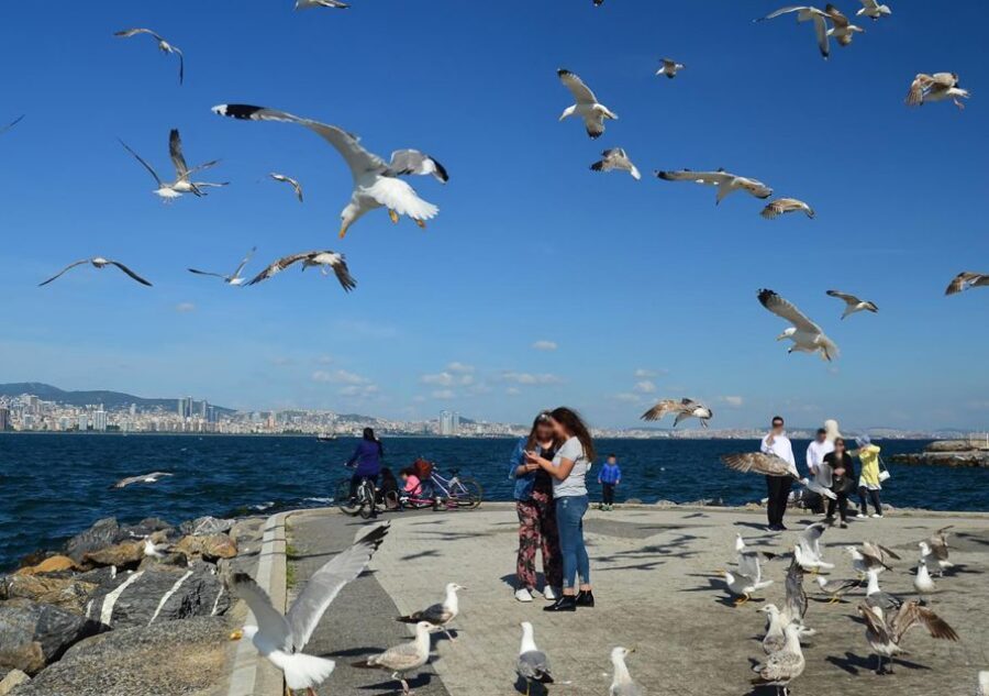 Istanbul: Round-Trip Ferry Tickets to the Princes' Islands - Price and value: what you’re really paying for