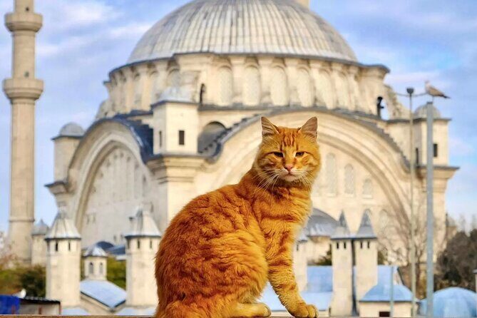 Private Cultural Tour of Istanbul: 1 or 2-Day Tailored Experience - Key highlights worth planning around