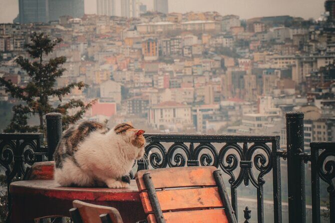 Private Istanbul Highlights Tour: 1, 2, or 3-Day Options - Day 1 in Sultanahmet: Hippodrome, the Blue Mosque, Hagia Sophia, Topkapi, and the Grand Bazaar