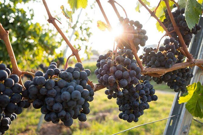 VIP Full Day Wineries Tour from Istanbul - What could disappoint you (and how to reduce the odds)